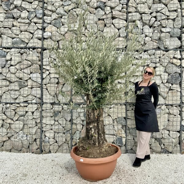 Olive Tree Gnarled XXL Natural Crown (In Patio Pot) H438 - 41B587C3 B042 4CBF 8246 C401D08C1993 1 105 c
