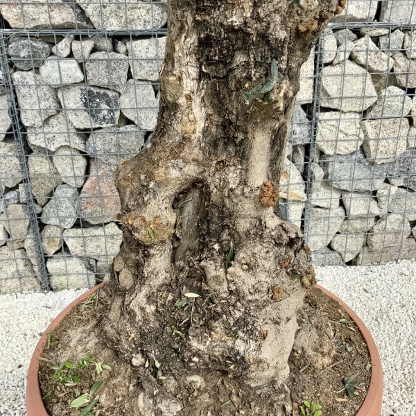 Olive Tree Gnarled XXL Natural Crown (In Patio Pot) H445 - 41FD90C3 16FC 4B2A 8B51 55D9887C84D4 1 105 c