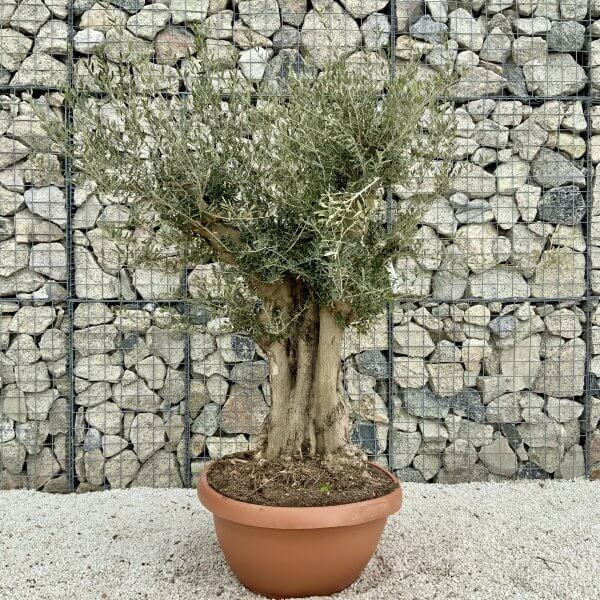 Olive Tree Gnarled XXL Natural Crown (In Patio Pot) H395 - 422F5848 295B 4294 BA7A 045E40EA1900 scaled