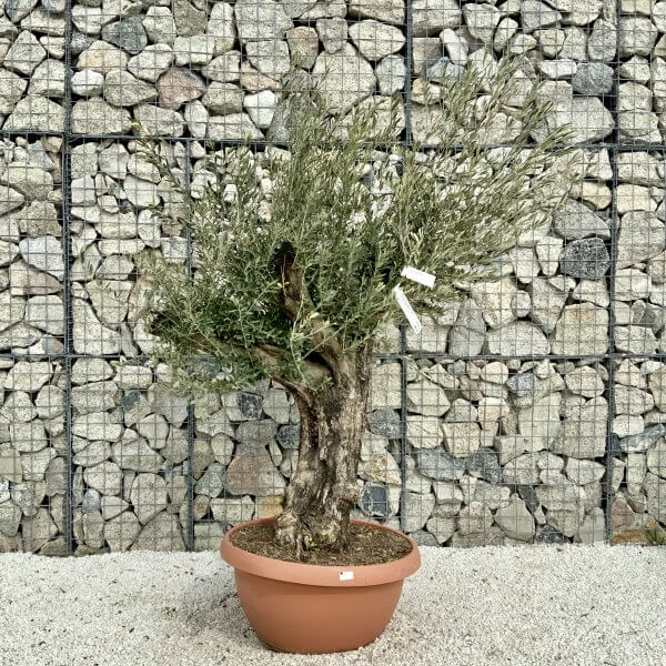 Olive Tree Gnarled XXL Natural Crown (In Patio Pot) H408 - 4390C07B 05B1 4CC7 844E 9C26797CE782 scaled