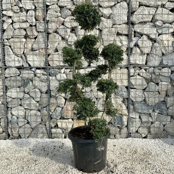 Ilex Crenata Kinme Cloud Tree H213 - 43938761 C81B 43F3 8B9A 5491A0998C40 scaled