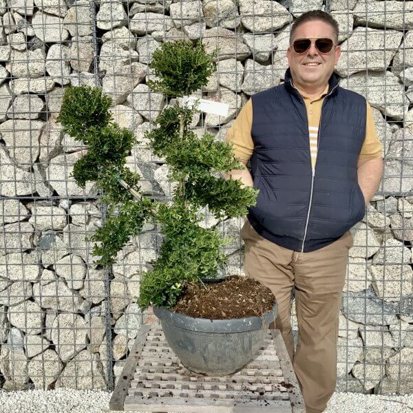 Ilex Crenata Kinme Cloud Tree H089