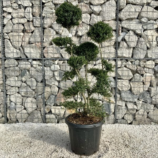 Ilex Crenata Kinme Cloud Tree H0198 - 43C45403 BA52 48D2 AE92 D63D34A9701F scaled