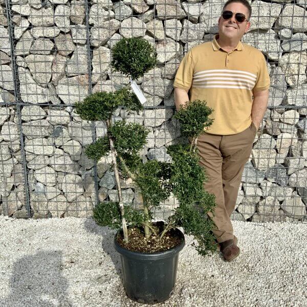 Ilex Crenata Kinme Cloud Tree H055