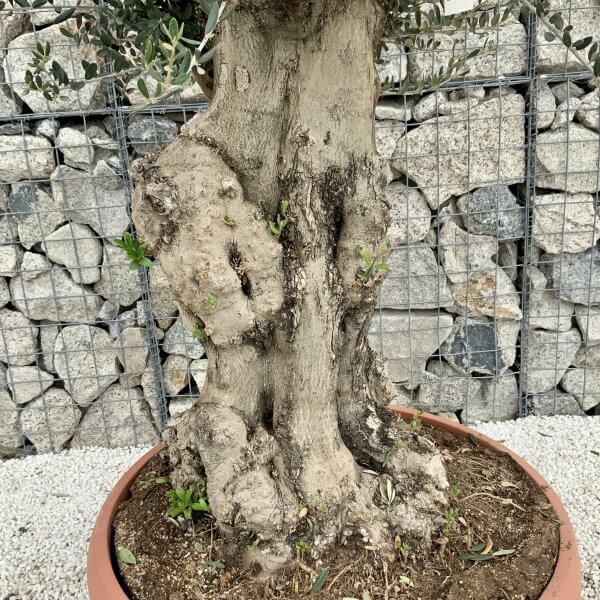 Olive Tree Gnarled XXL Natural Crown (In Patio Pot) H396 - 440AD225 B437 4C68 9688 71DBEB9C3BAD scaled