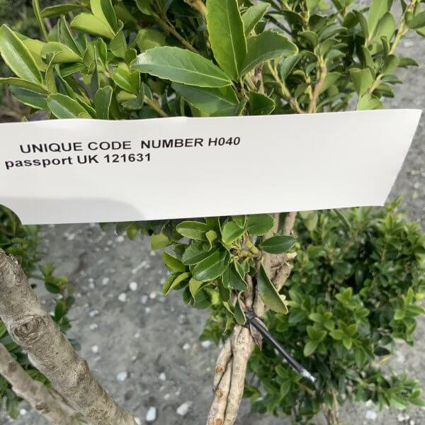 Ilex Maximowicziana Cloud Tree H040 - Image 4