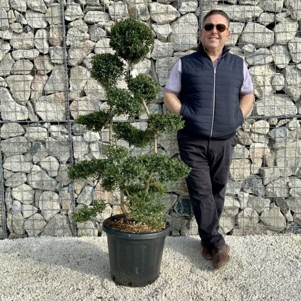 Ilex Crenata Kinme Cloud Tree H0182 - 4508DEE1 EF7A 43ED BCF2 B1E4A39F82CB scaled