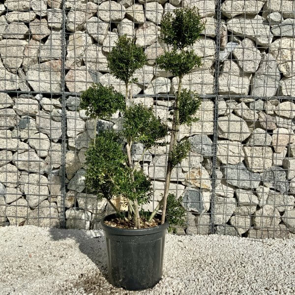 Ilex Crenata Kinme Pom Pon Cloud Tree H158 - Image 3