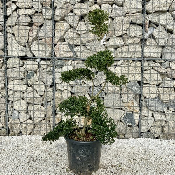 Ilex Crenata Kinme Cloud Tree H067 - 45BAE6CF B71C 47DC BBD6 97184C532FBE scaled