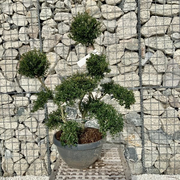 Ilex Crenata Kinme Cloud Tree H094 - 4604BA2F FB2C 4047 A66D 8A527452473A scaled