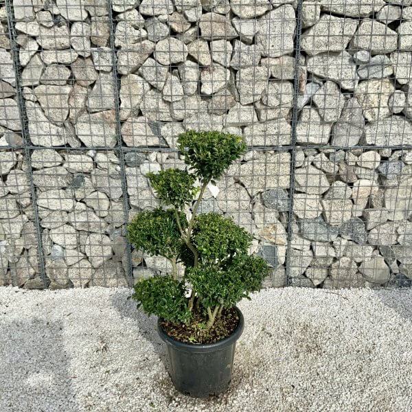 Ilex Maximowicziana Cloud Tree H044 - 4627BD0A 0DB4 4074 B183 9A8320D06AEA scaled