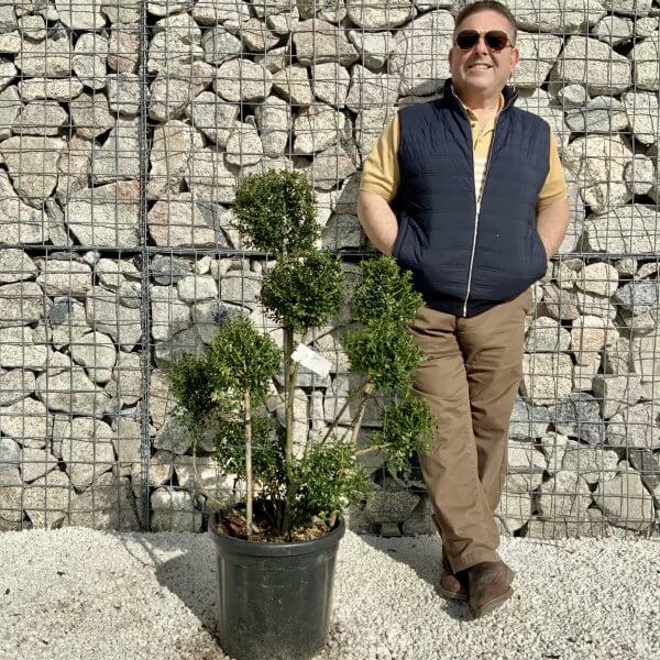 Ilex Crenata Kinme Pom Pon Cloud Tree H153 - 4671AF33 17D9 4584 9927 E65A26BA6615 scaled