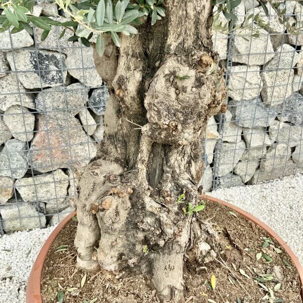 Olive Tree Gnarled XXL Natural Crown (In Patio Pot) H418 - 469996A9 B6B8 4435 BABF 86A5C68770E0 scaled