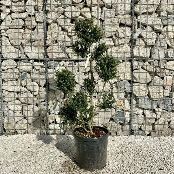 Ilex Crenata Kinme Pom Pon Cloud Tree H143 - 46D212DE 584D 43CB B48A C46ADF725F83 scaled