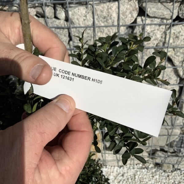 Ilex Crenata Kinme Pom Pon Cloud Tree H105 - 46F14174 C069 4469 BE53 EEC79B467DE2 1 105 c