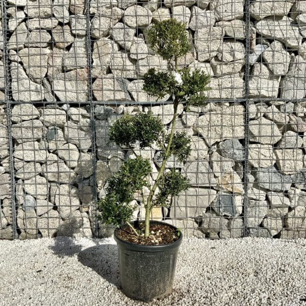 Ilex Crenata Kinme Pom Pon Cloud Tree H113 - Image 2