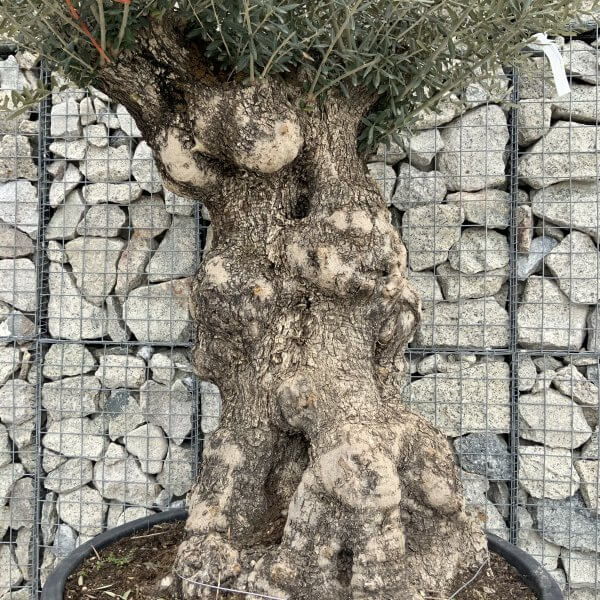 Gnarled Olive Tree XXL (Ancient) H314 - 47A6C0B4 C10F 4E8D B109 F02166962083 scaled