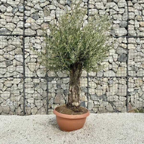 Olive Tree Gnarled XXL Natural Crown (In Patio Pot) H443 - 480F8307 570F 4E77 B199 385537C818F8 1 105 c