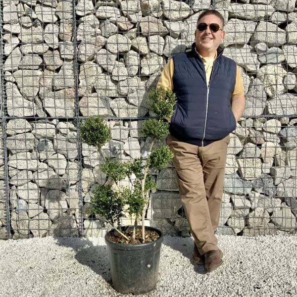 Ilex Crenata Kinme Pom Pon Cloud Tree H135 - 489B7235 968C 4414 AA77 F5D4BA5EFE90 1 105 c