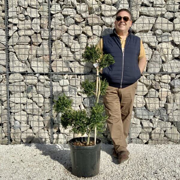 Ilex Crenata Kinme Pom Pon Cloud Tree H131 - 49743705 EDBF 40A7 9F5E 668884222FF8 1 105 c