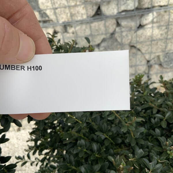 Ilex Crenata Kinme Cloud Tree H100 - 4A3291F3 C527 4853 B9AF 3B7A3BB7F172 scaled