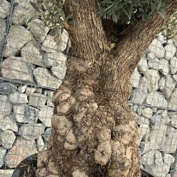 Gnarled Olive Tree XXL (Ancient) H365 - 4AEC3A8C 2051 4FD8 9D47 BB573C5004DE scaled
