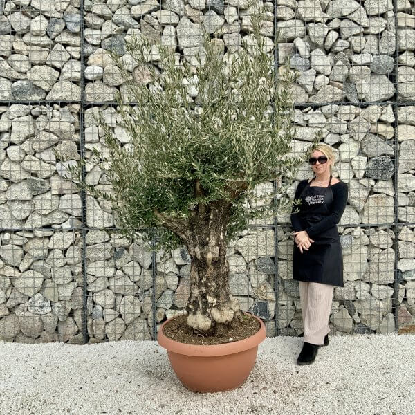 Olive Tree Gnarled XXL Natural Crown (In Patio Pot) H421 - 4B0983A8 BE3C 40AB A85E 5A351CF1DECB scaled