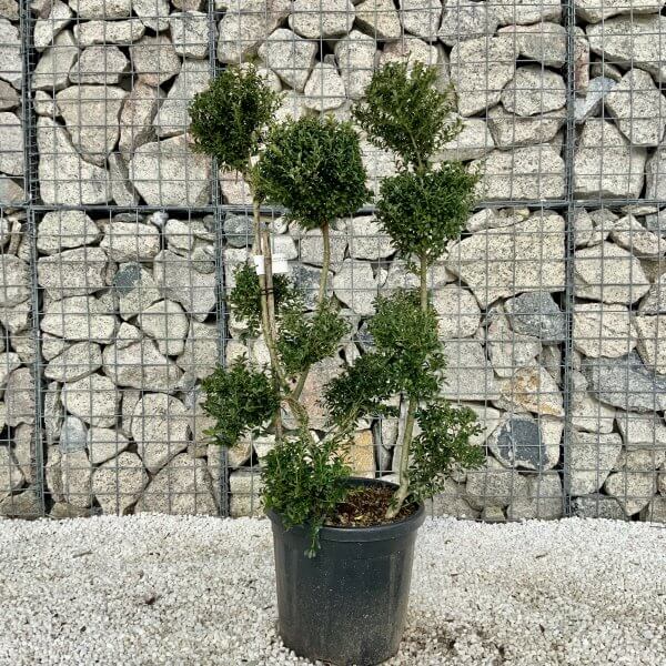 Ilex Crenata Kinme Pom Pon Cloud Tree H077 - Image 2