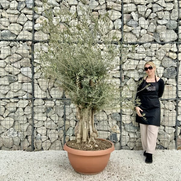 Olive Tree Gnarled XXL Natural Crown (In Patio Pot) H423 - 4B8A66EB 5667 41D3 9F1F 312320172678 scaled