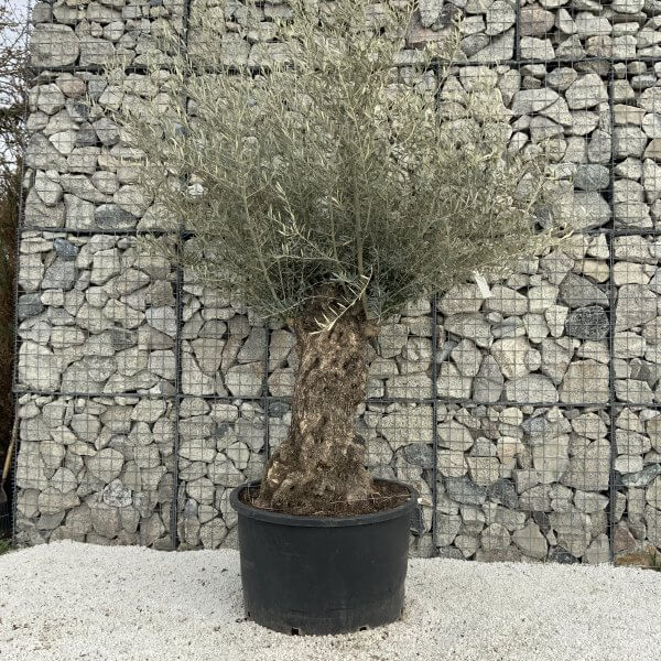 Gnarled Olive Tree XXL (Ancient) H322 - 4B8C785D A9A1 4513 AD41 A7AD12E7C9DA scaled