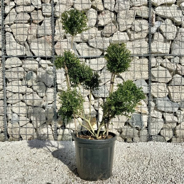 Ilex Crenata Kinme Pom Pon Cloud Tree H130 - 4C663945 679A 4D6B AA54 93FFCA054FE9 1 105 c