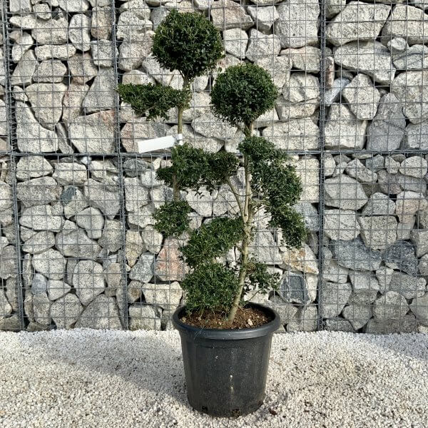 Ilex Crenata Kinme Cloud Tree H212 - 4D2754B1 D064 429C 8499 2DF9B3112EF3 scaled