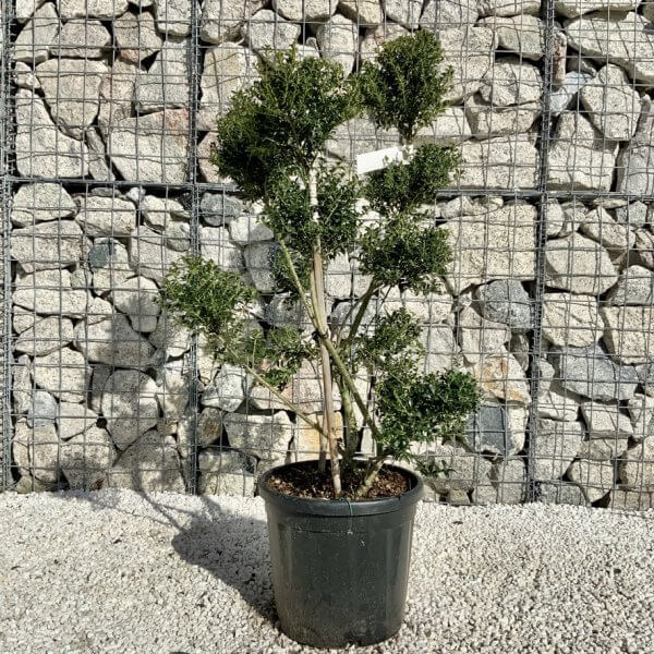 Ilex Crenata Kinme Pom Pon Cloud Tree H132 - 4D582979 945E 4386 A05A 100760B69976 1 105 c