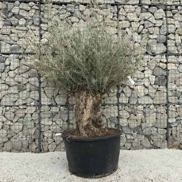 Gnarled Olive Tree XXL (Ancient) H313 - 4DB102A1 BE5E 4F47 9093 114FC8A4F147 scaled