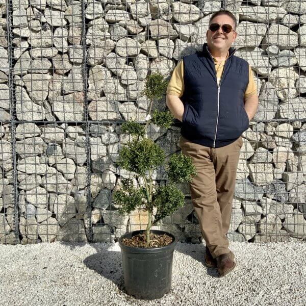 Ilex Crenata Kinme Pom Pon Cloud Tree H105 - 4DC457EF 1462 4478 8C96 219E5D6D88E4 1 105 c
