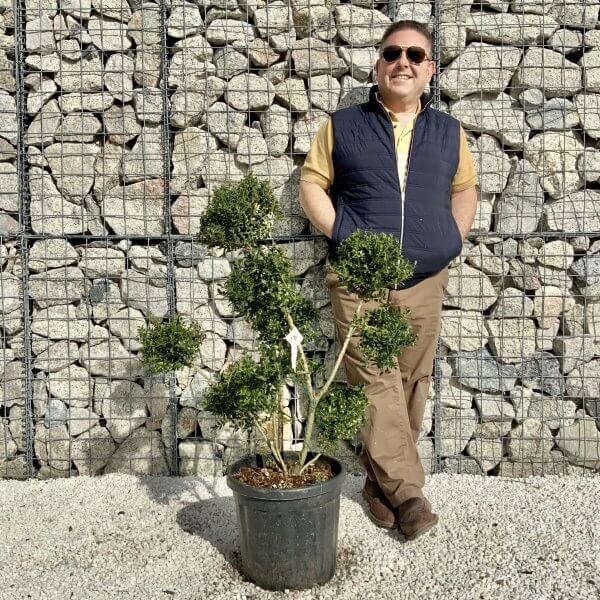 Ilex Crenata Kinme Pom Pon Cloud Tree H149