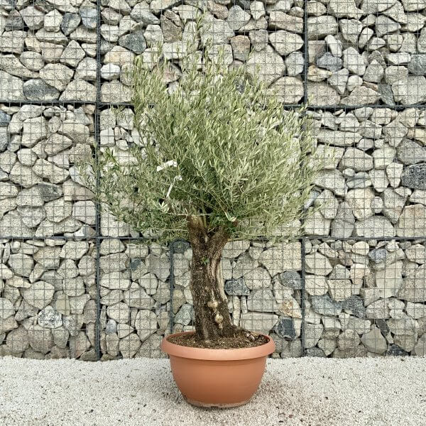 Olive Tree Gnarled XXL Natural Crown (In Patio Pot) H422 - 4FB5BFF7 3F47 47FC 8C12 2FE9C73ACBAD scaled