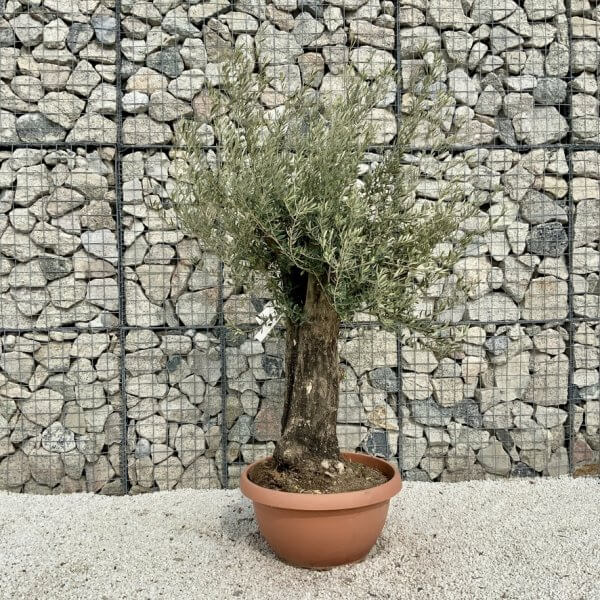 Olive Tree Gnarled XXL Natural Crown (In Patio Pot) H446 - 50FD54B6 00D2 43E9 87E5 C486B8458BEF 1 105 c
