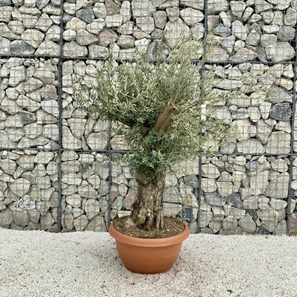 Olive Tree Gnarled XXL Natural Crown (In Patio Pot) H462 - 515C3B45 53B2 44E5 B3F6 717970B71891 1 105 c