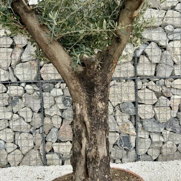 Olive Tree Gnarled XXL Natural Crown (In Patio Pot) H393 - 51867D80 896E 48C1 B849 FA2975B53036 1 105 c