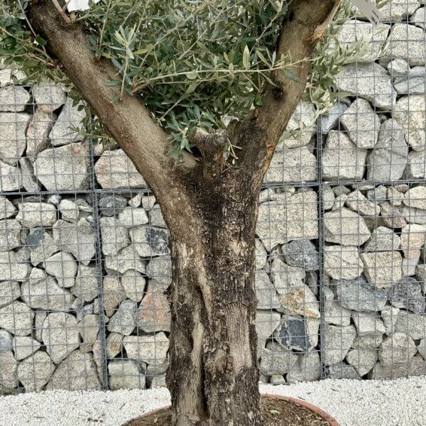 Olive Tree Gnarled XXL Natural Crown (In Patio Pot) H393 - 51867D80 896E 48C1 B849 FA2975B53036 1 105 c