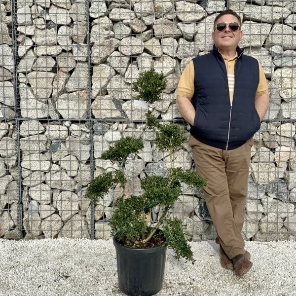 Ilex Crenata Kinme Cloud Tree H068 - 521A8DB4 2DB1 4201 8940 787A06A2BD3A scaled