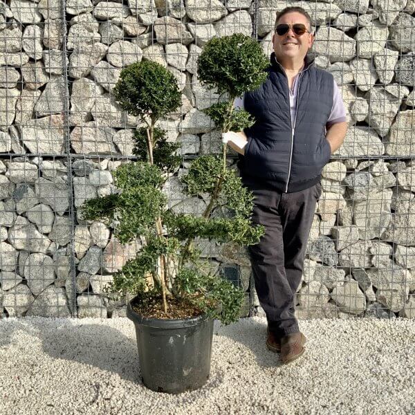 Ilex Crenata Kinme Cloud Tree H200 - 543EE4D9 99AA 436D 9B5B EB3211699D3E scaled