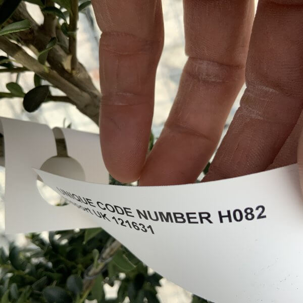 Ilex Crenata Kinme Cloud Tree H082 - 54943A0F 5878 4EDC 87BC 58AC0292597D scaled