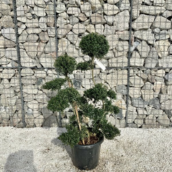 Ilex Crenata Kinme Cloud Tree H054 - Image 2