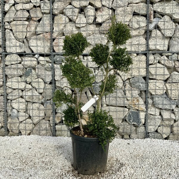 Ilex Crenata Kinme Pom Pon Cloud Tree H161 - 54B9D59E 5105 45D7 BFA6 ABCF69A823F5 scaled
