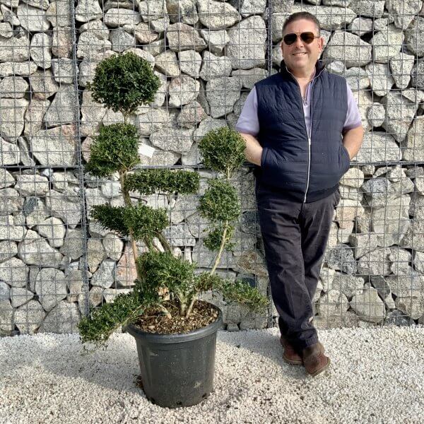Ilex Crenata Kinme Cloud Tree H205 - 54D01C8F B14F 4147 A0E9 81C9A2B20EE1 scaled