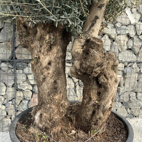 Gnarled Olive Tree XXL (Ancient) H369 - 5661781D 7CFD 41A5 B374 BFE4B4ED5BFF scaled