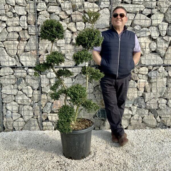 Ilex Crenata Kinme Cloud Tree H0185 - 57380384 6170 4232 A427 F834B3608265 scaled