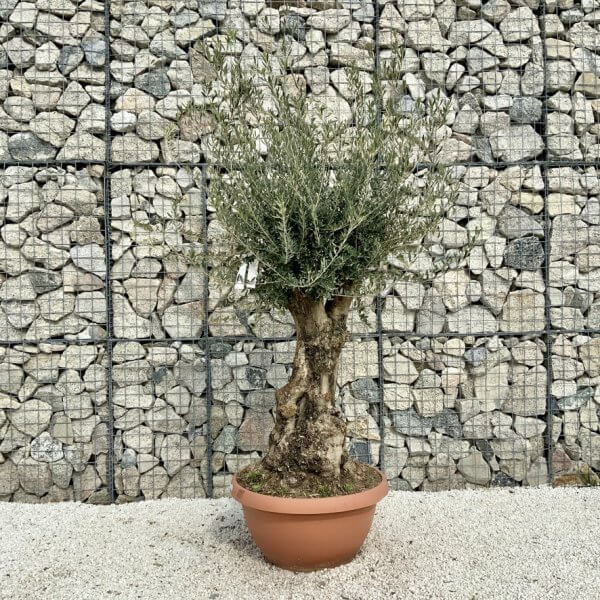 Olive Tree Gnarled XXL Natural Crown (In Patio Pot) H445 - 57605C7D F8BD 47A8 8B19 DA32CEF6AD01 1 105 c